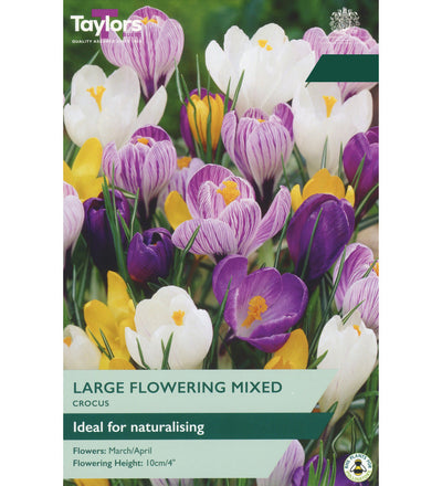 Crocus Bulbs - size, care level, ideal position and flowering months