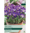 Crocus Ruby Giant Bulbs - size, care level, ideal position and flowering months