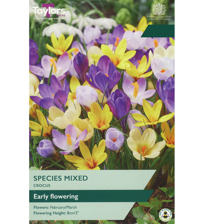 Mixed Species Crocus Bulbs - size, care level, ideal position and flowering months
