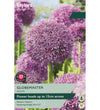Allium Globemaster Bulb - size, care level, ideal position and flowering months