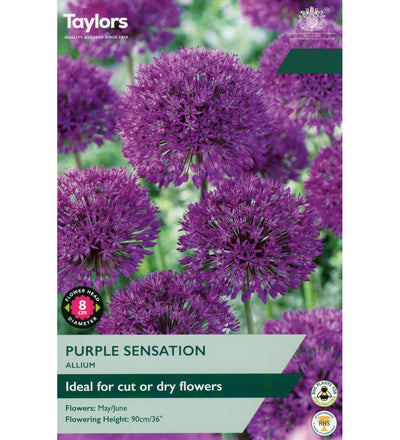 Allium Purple Sensation Bulbs - size, care level, ideal position and flowering months