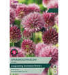 Drumstick Allium Bulbs - size, care level, ideal position and flowering months