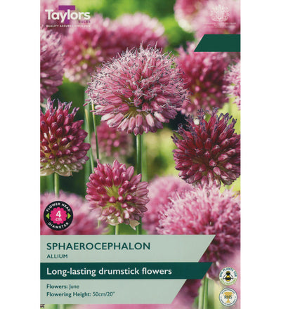 Drumstick Allium Bulbs - size, care level, ideal position and flowering months