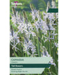 Camassia Cusickii Bulbs - size, care level, ideal position and flowering months