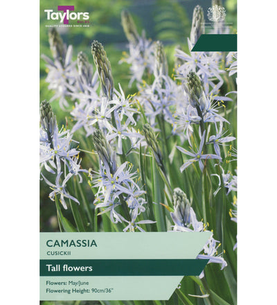 Camassia Cusickii Bulbs - size, care level, ideal position and flowering months
