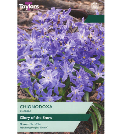 Chionodoxa Luciliae Bulbs - size, care level, ideal position and flowering months