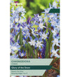 Glory-of-the-Snow Bulbs - size, care level, ideal position and flowering months