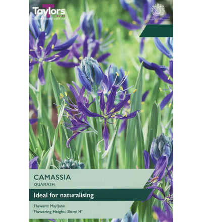 Camas Bulbs - size, care level, ideal position and flowering months
