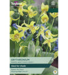 Trout Lily Bulbs - size, care level, ideal position and flowering months