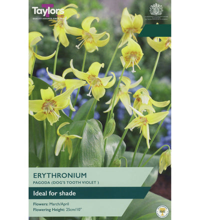 Trout Lily Bulbs - size, care level, ideal position and flowering months