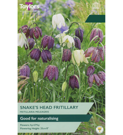 Snake's Head Fritillary Bulbs - size, care level, ideal position and flowering months