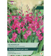 Byzantine Gladiolus Bulbs - size, care level, ideal position and flowering months