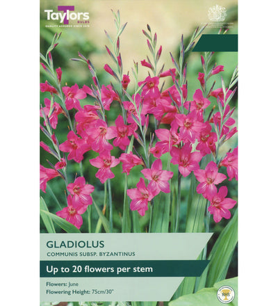Byzantine Gladiolus Bulbs - size, care level, ideal position and flowering months