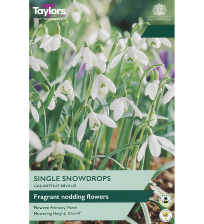 Snowdrop Bulbs - size, care level, ideal position and flowering months