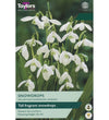 Green Snowdrop Bulbs - size, care level, ideal position and flowering months