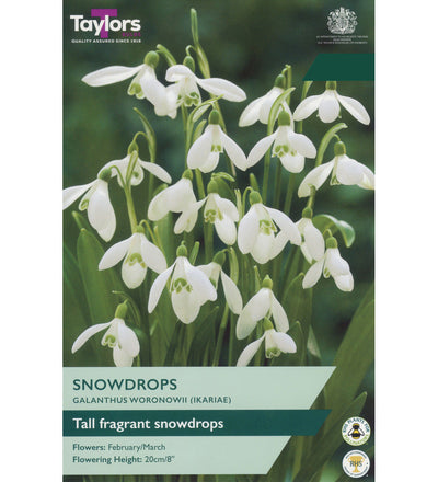 Green Snowdrop Bulbs - size, care level, ideal position and flowering months