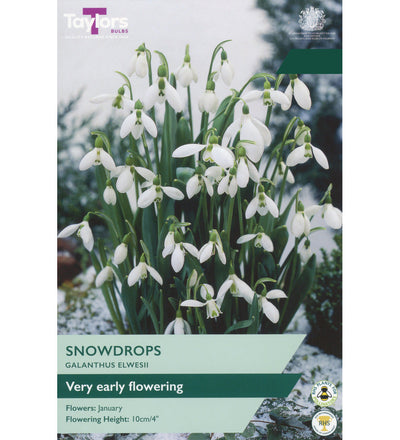 Giant Snowdrop Bulbs - size, care level, ideal position and flowering months