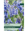 English Bluebell Bulbs - size, care level, ideal position and flowering months