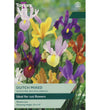 Dutch Iris Bulbs - size, care level, ideal position and flowering months