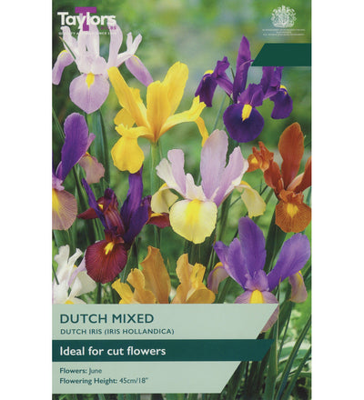 Dutch Iris Bulbs - size, care level, ideal position and flowering months