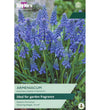 Grape Hyacinth Bulbs - size, care level, ideal position and flowering months