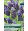 Muscari Latifolium Bulbs - size, care level, ideal position and flowering months