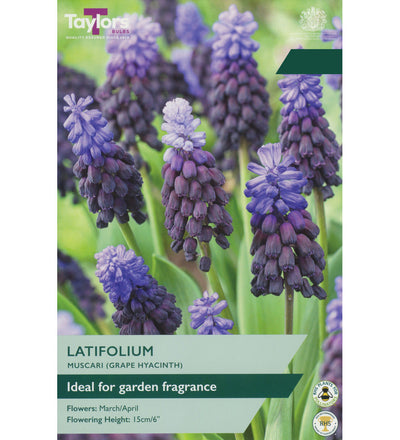 Muscari Latifolium Bulbs - size, care level, ideal position and flowering months