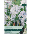 Striped Squill Bulbs - size, care level, ideal position and flowering months