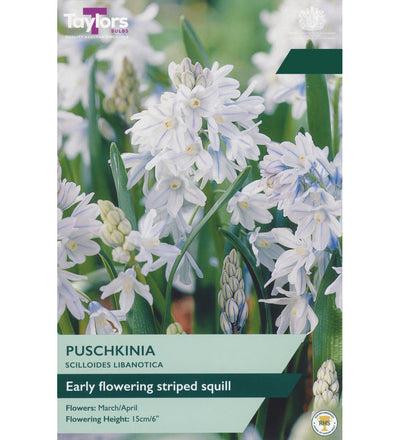 Striped Squill Bulbs - size, care level, ideal position and flowering months
