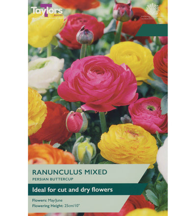 Ranunculus Bulbs - size, care level, ideal position and flowering months