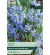 Siberian Squill Bulbs - size, care level, ideal position and flowering months