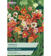 Harlequin Flower Bulbs - size, care level, ideal position and flowering months
