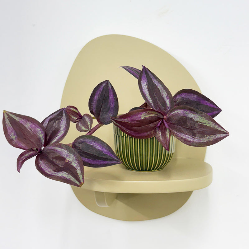 Mini Tradescantia albiflora & pot