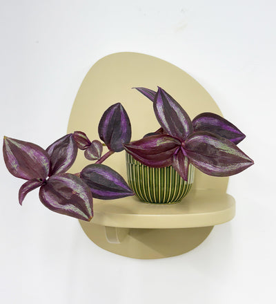 Mini Inch plant & pot