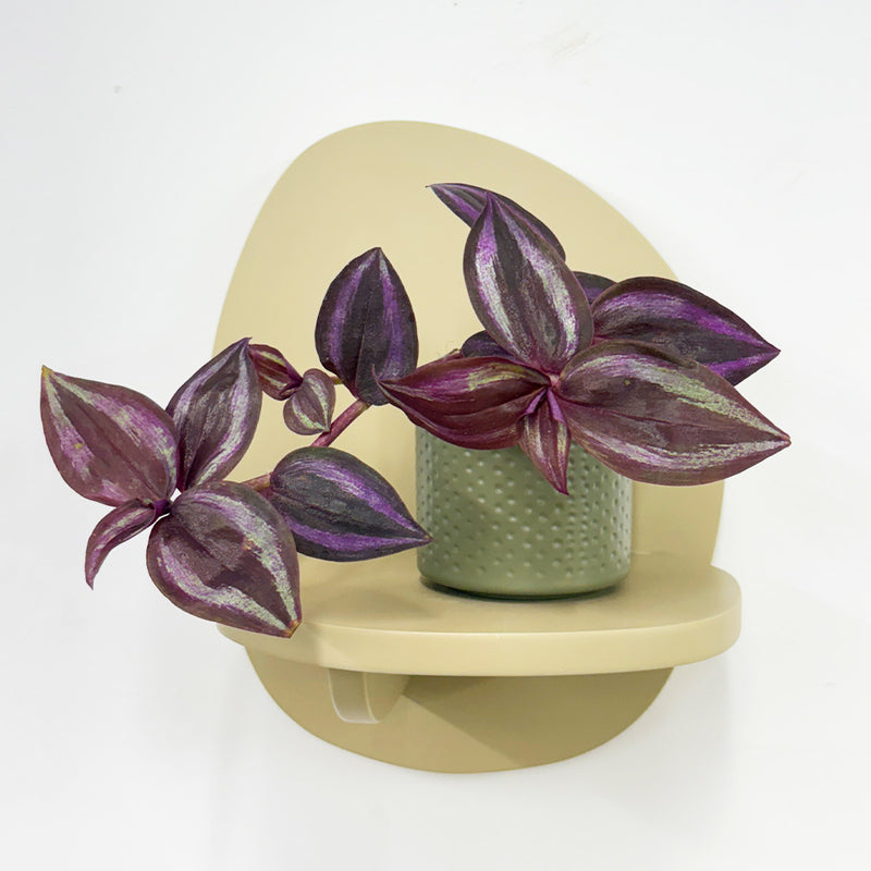 Mini Tradescantia albiflora & pot