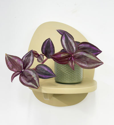 Mini Inch plant & pot