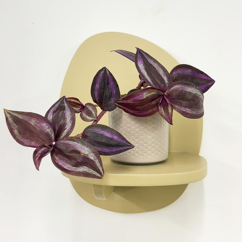 Mini Tradescantia albiflora & pot