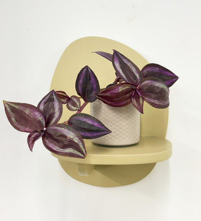 Mini Inch plant & pot