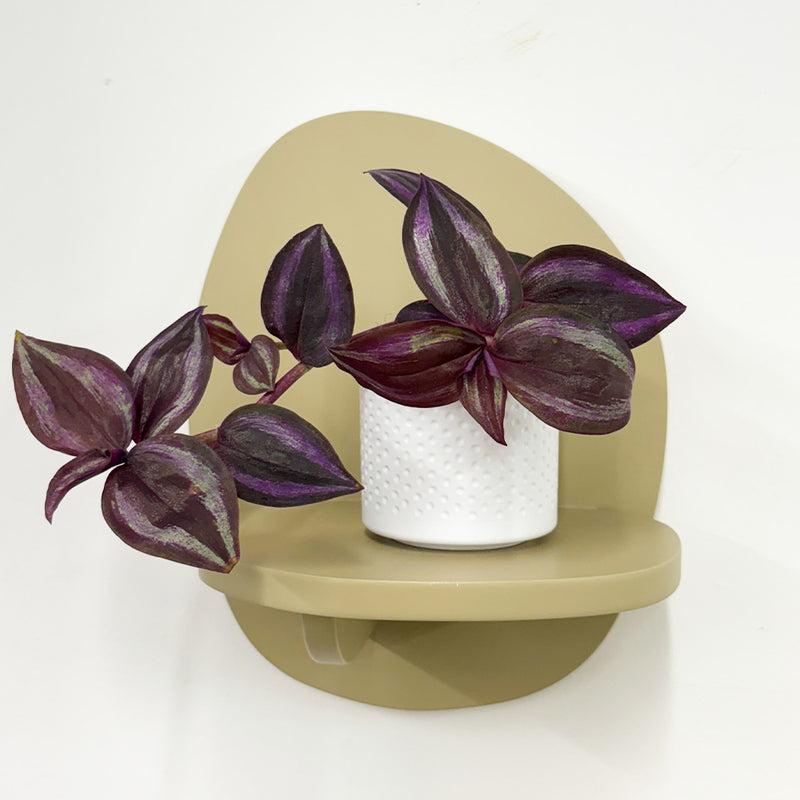 Mini Tradescantia albiflora & pot