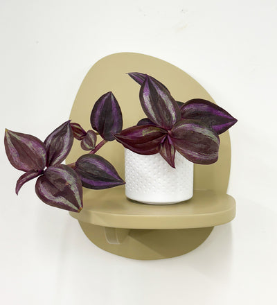 Mini Inch plant & pot