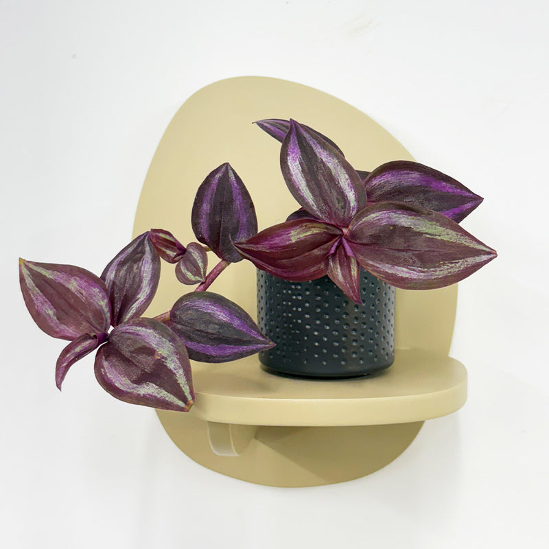 Mini Tradescantia albiflora & pot