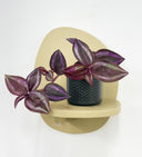 Grey Pot