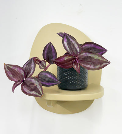 Mini Inch plant & pot