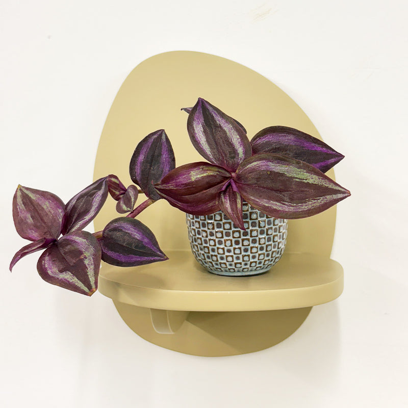 Mini Tradescantia albiflora & pot