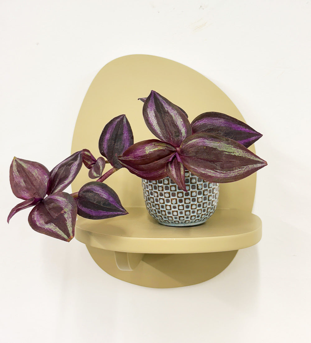 Mini Inch plant & pot