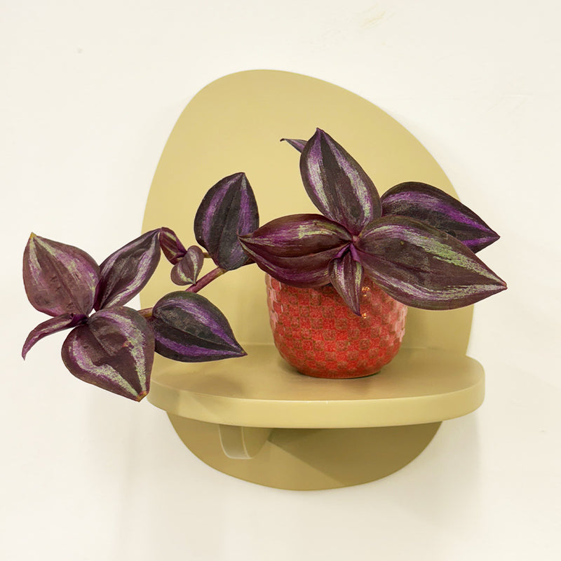 Mini Tradescantia albiflora & pot