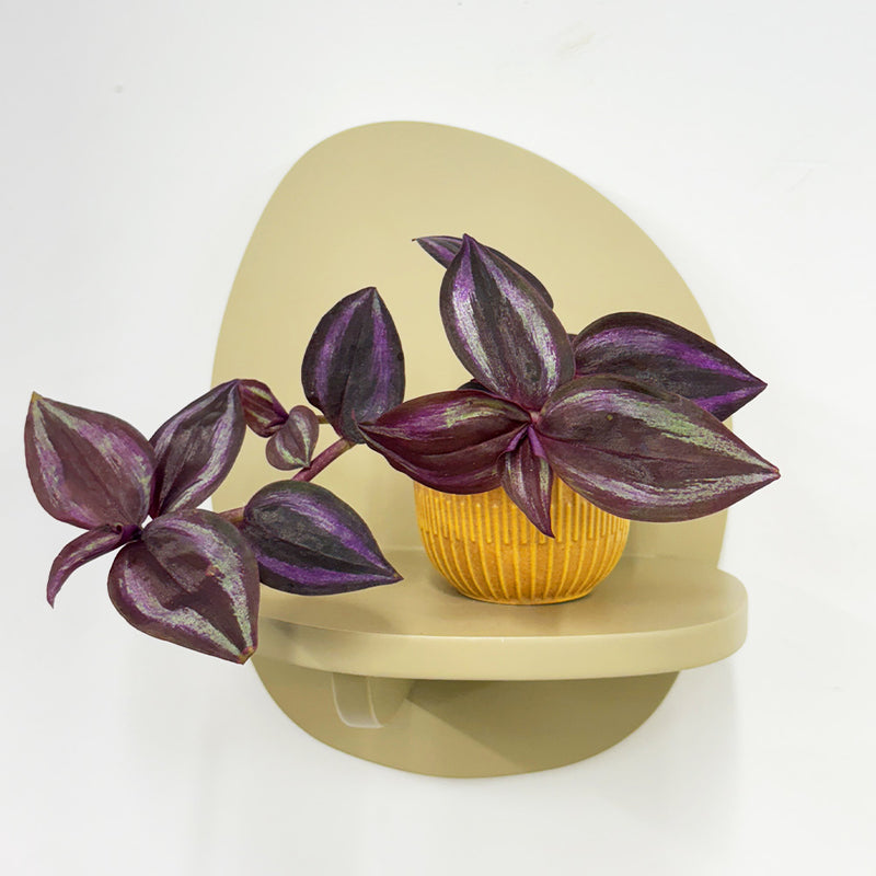 Mini Tradescantia albiflora & pot