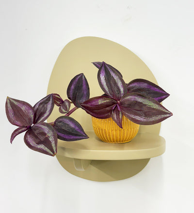 Mini Inch plant & pot