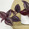 Mini Tradescantia albiflora & pot
