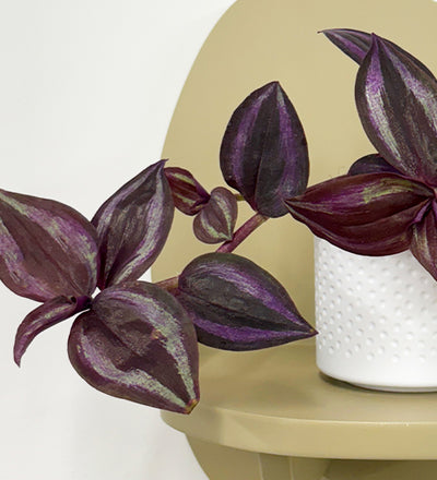 Mini Inch plant & pot